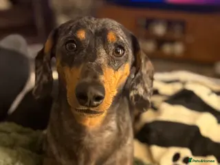 Miniature Dachshund dogs Miniature Dachshund - Advert 2