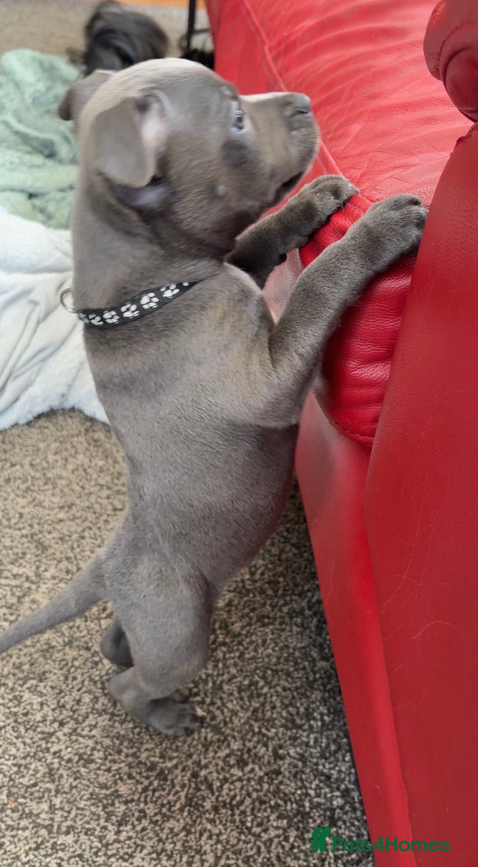 Staffordshire Bull Terrier dogs Blue Staffordshire Bull Terriers - NOW 5 WEEKS OLD - Advert 2