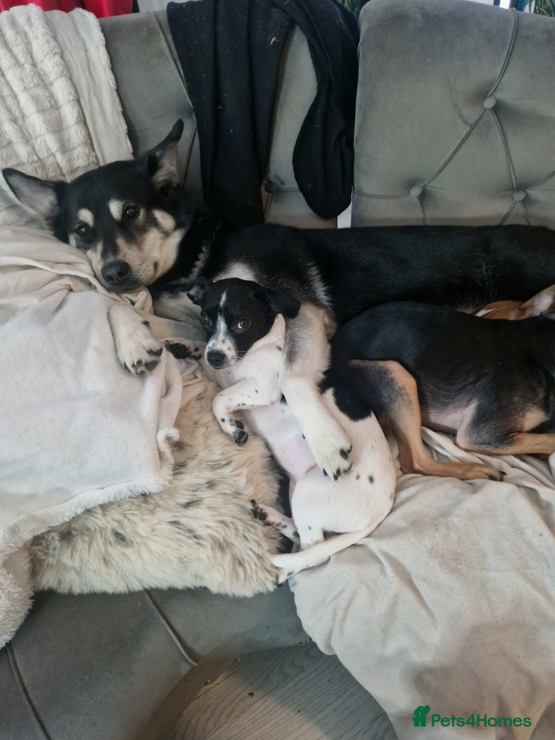 Shepsky dogs for sale: 4yr old shepsky for sale - Image 2