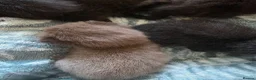 Mixed Breed cats for sale:  BEAUTIFUL RUSSIAN BLUE X BSH KITTENS  - Advert 36