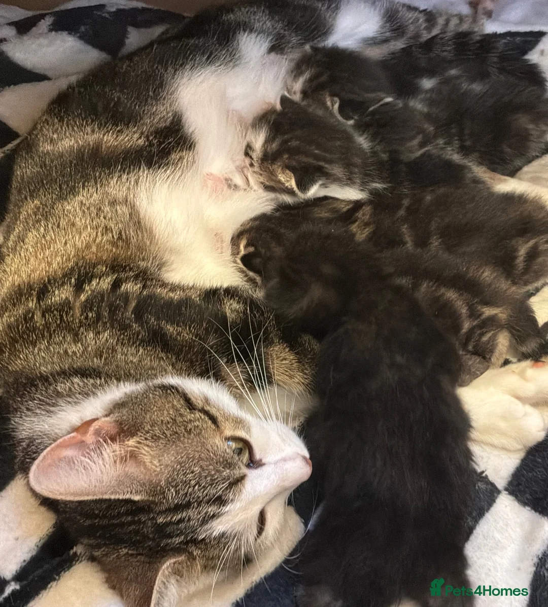 Mixed Breed cats for sale: Beautiful tabby tabby/white kittens in Lydney - Advert 1