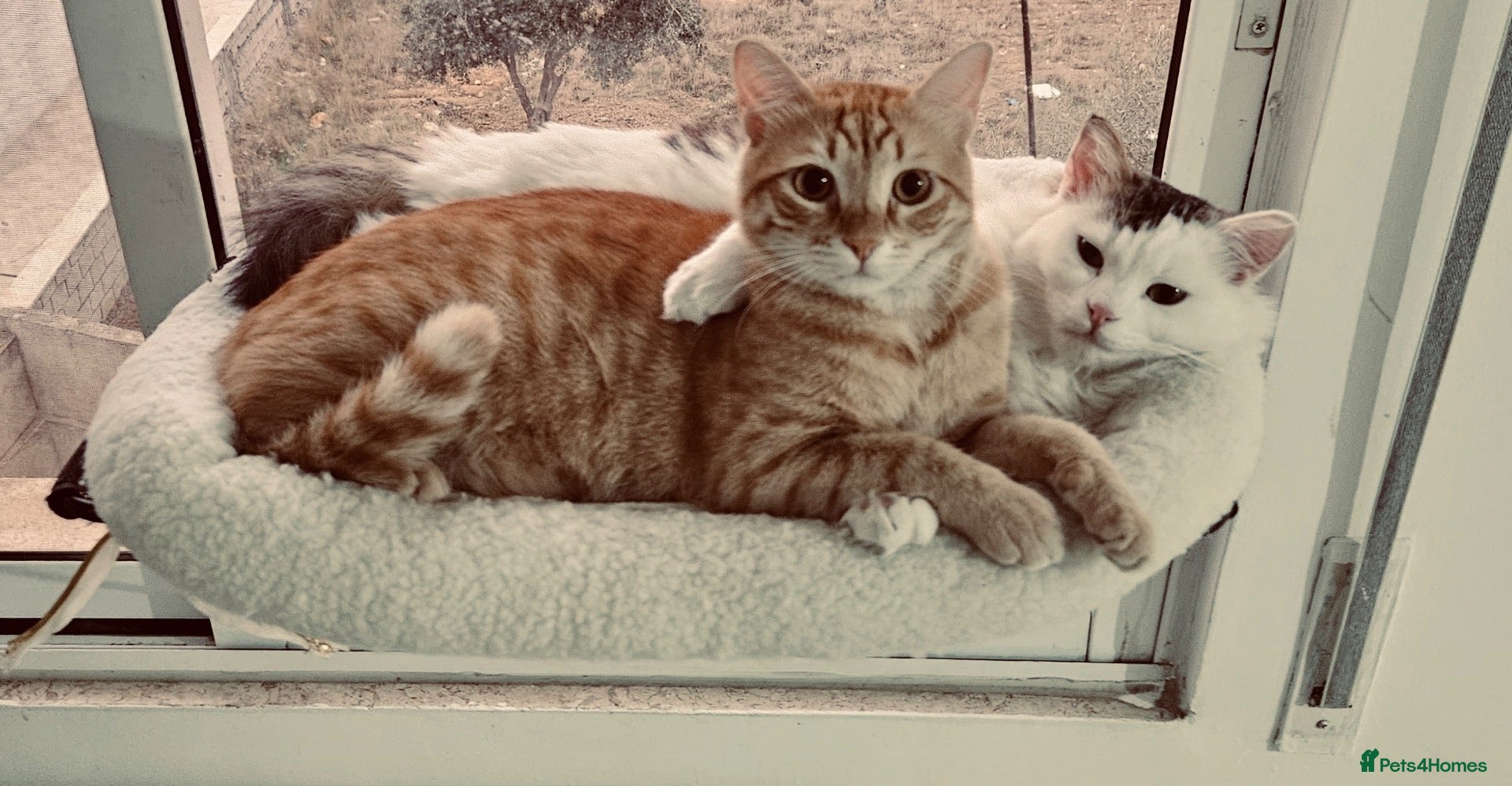 Mixed Breed cats Leo and Spike - gentle giants need a cuddly home - Advert 1