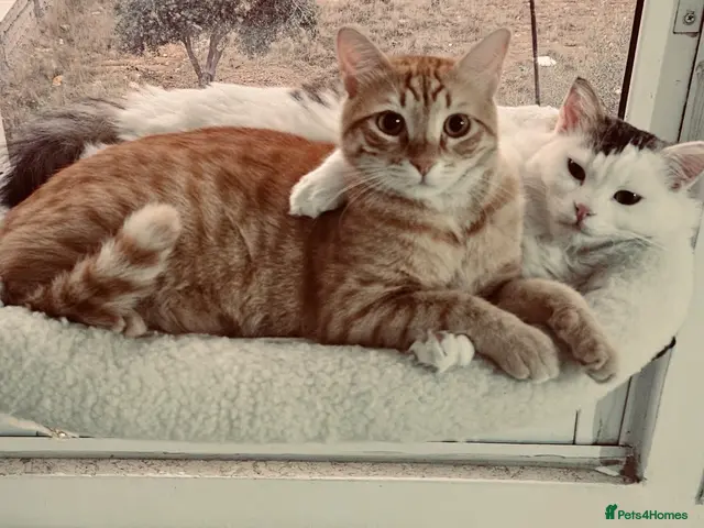 Mixed Breed cats Leo and Spike - gentle giants need a cuddly home - Advert 1