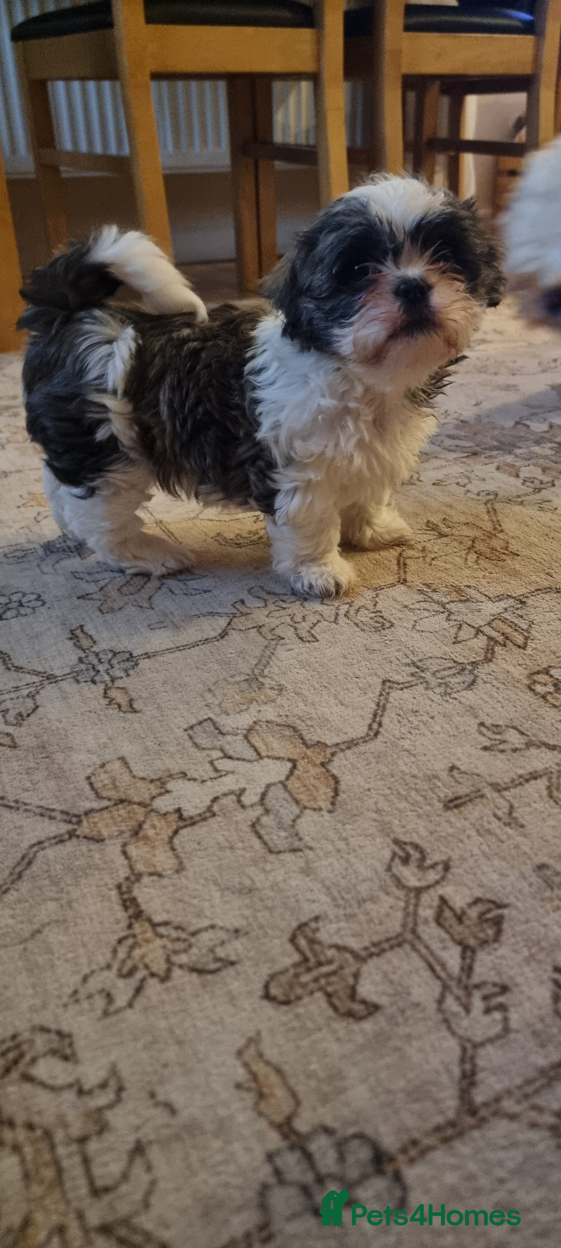 Shih Tzu dogs Shih tzu - Last girl available  - Advert 13