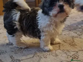Shih Tzu dogs Shih tzu - Last girl available - Advert 13