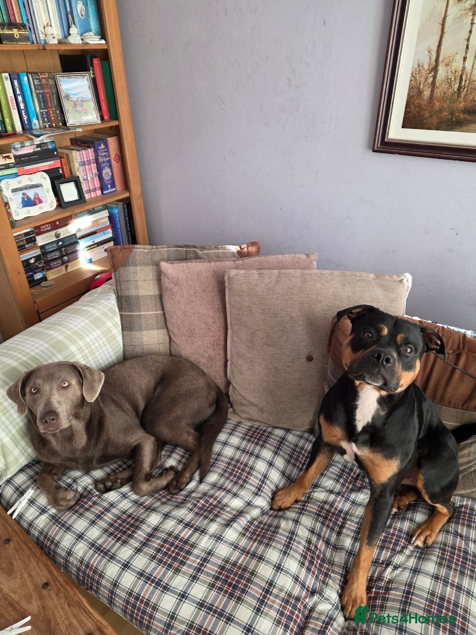 Mixed Breed dogs Mr D Morgan - Advert 1