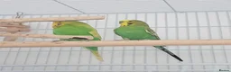 Budgerigars birds for sale: 2 budgies  - Advert 4