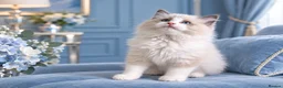 Ragdoll cats for sale: GCCF-registered Ragdoll kittens - Advert 5