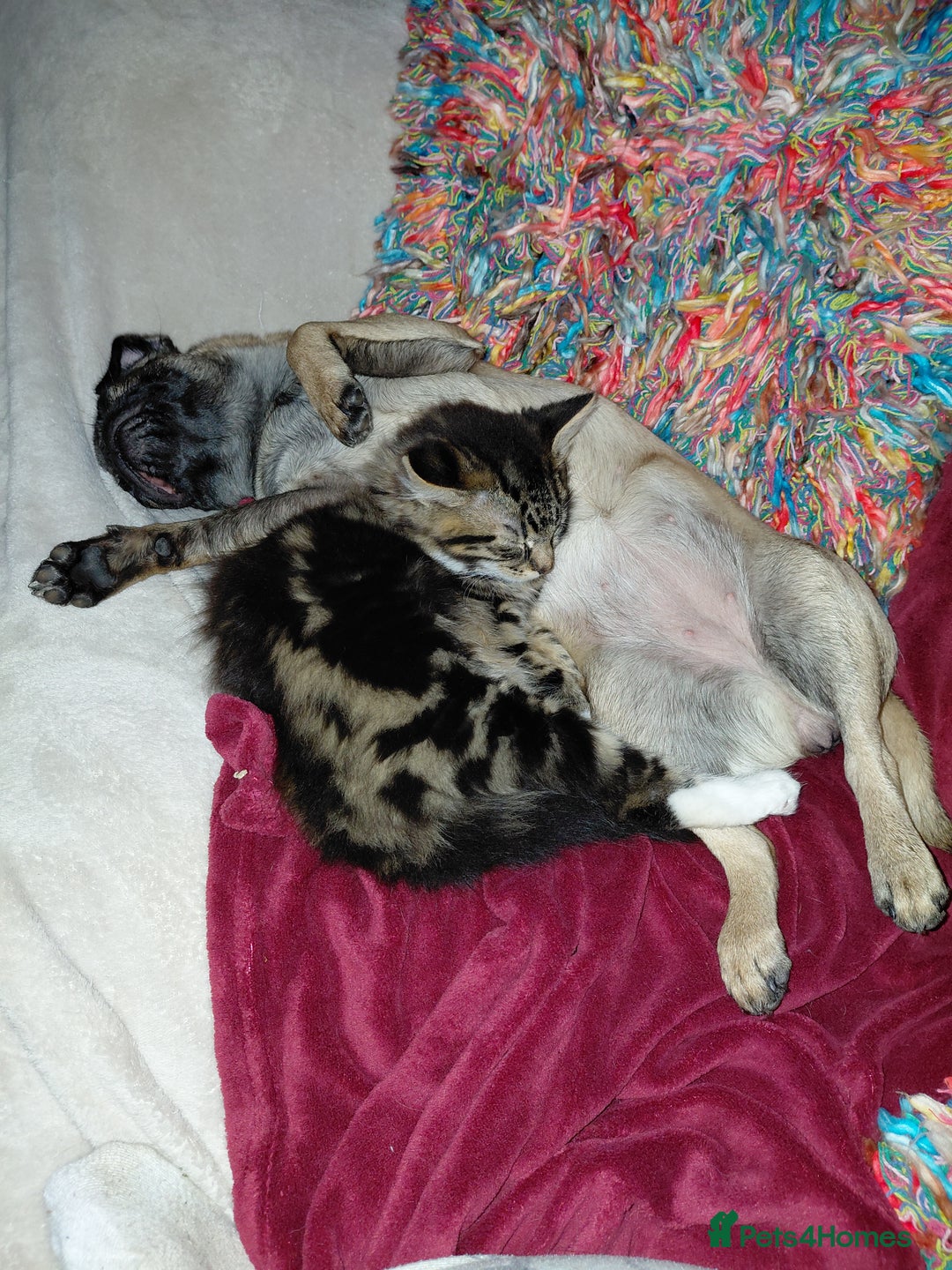 Mixed Breed cats for sale: Beautiful fluffy baby boy. - Advert 4