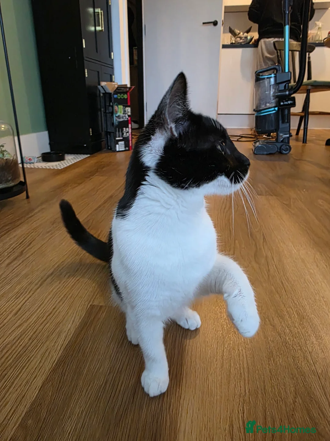 Mixed Breed cats for sale: 2 Female Kittens looking for a forever home - Advert 3