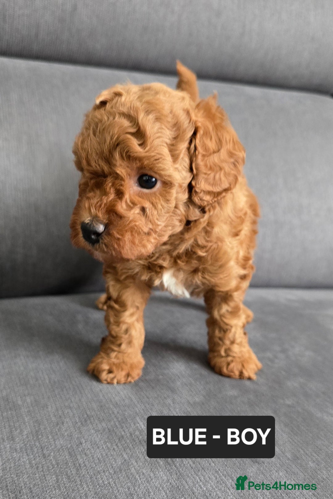 Toy Poodle dogs for sale: STUNNING RED TOY POODLE 🤩🐶 - Image 18