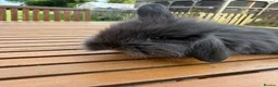 Mini Lion Lop rabbits for sale: 4 baby mini lion lop bunnies - Advert 18