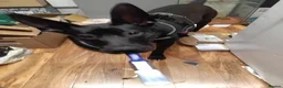 Belgian Shepherd Dog dogs for sale: Luna the mali in Leeds - Advert 2
