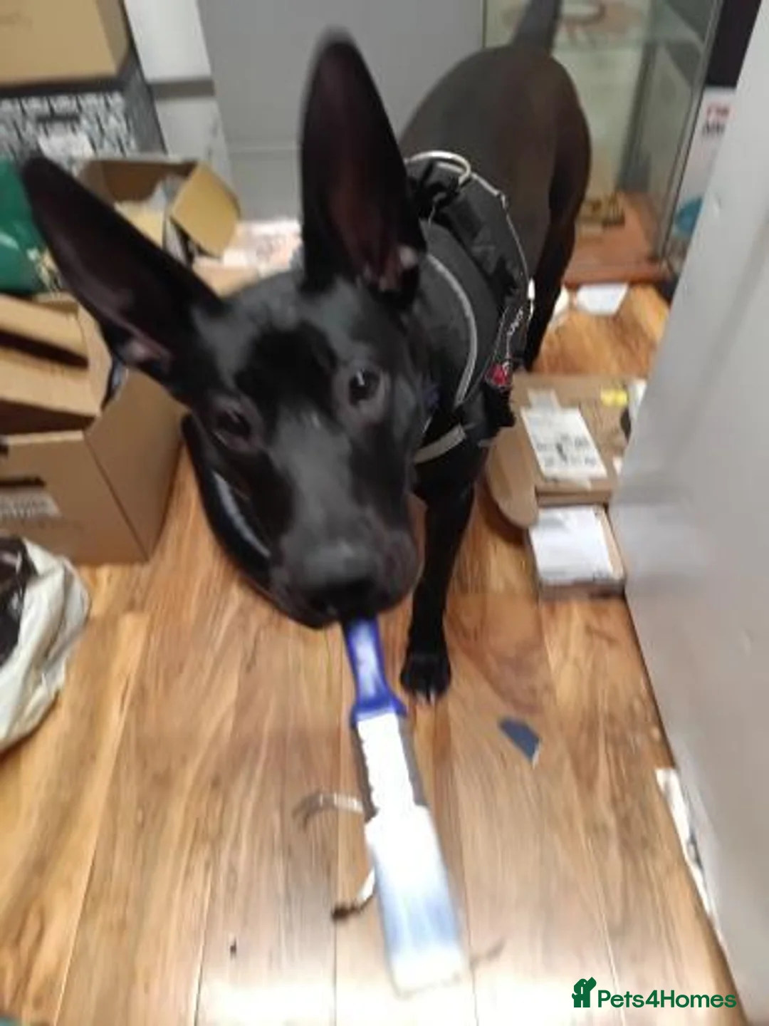 Belgian Shepherd Dog dogs for sale: Luna the mali in Leeds - Advert 2