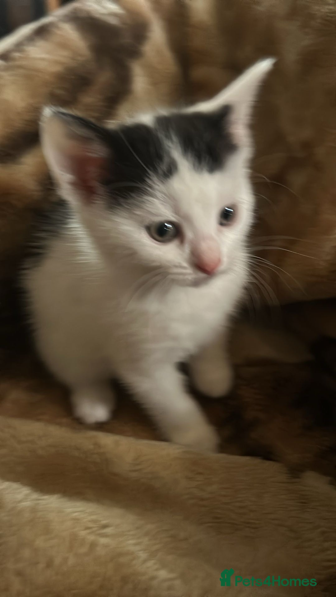 Mixed Breed cats for sale: Kittens for sale - Advert 7