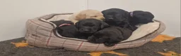 Labrador Retriever dogs for sale: Stunning KC Labrador Pups, Health tested parents  - Advert 3