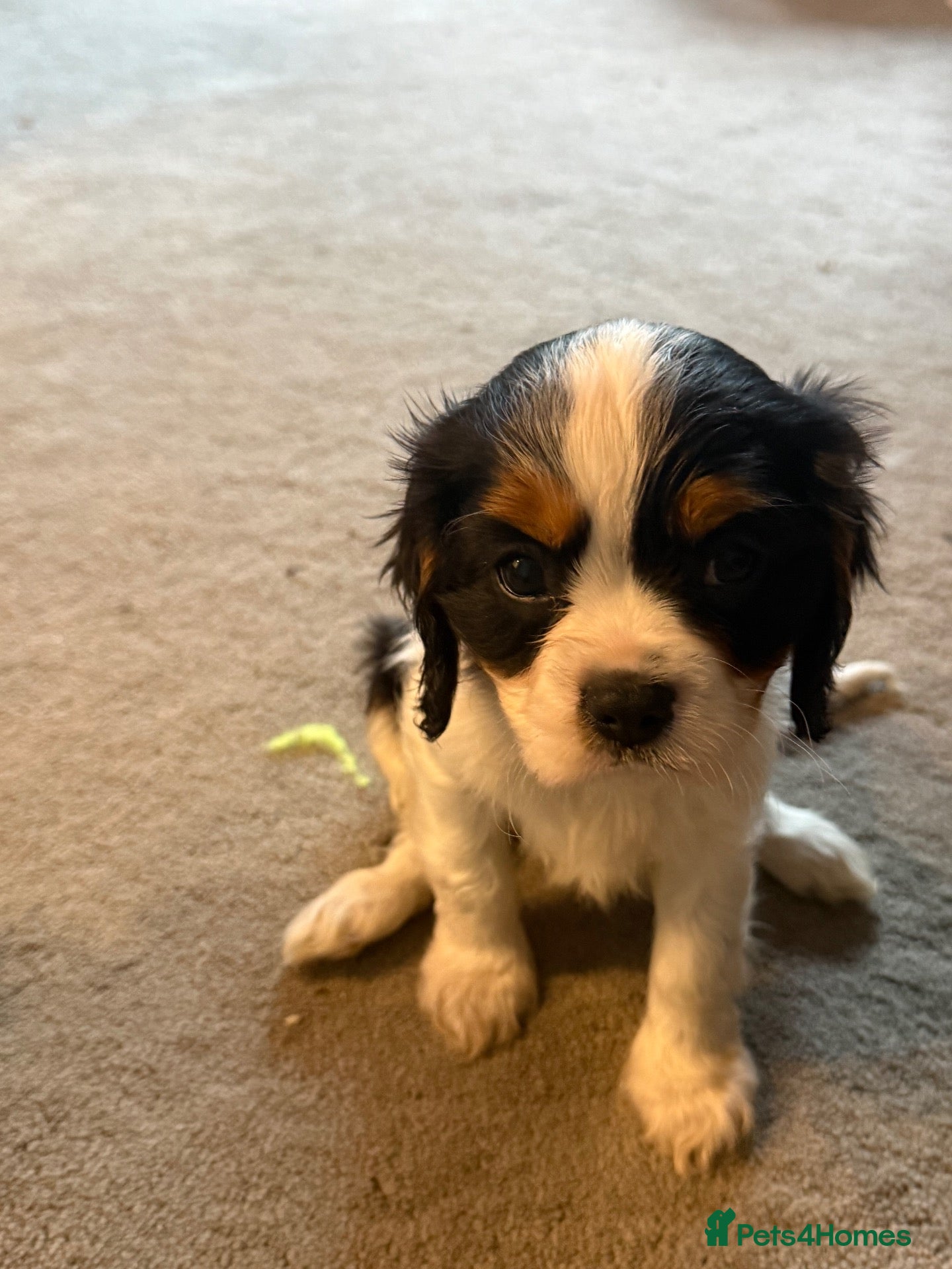 Cavalier King Charles Spaniel dogs 💙💙LAST BOY PUP💙💙 – Beautiful Cavalier 🐶 ❤️ - Advert 11