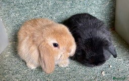 Mini Lop rabbits for sale: Mini lop beautiful babies - Advert 2