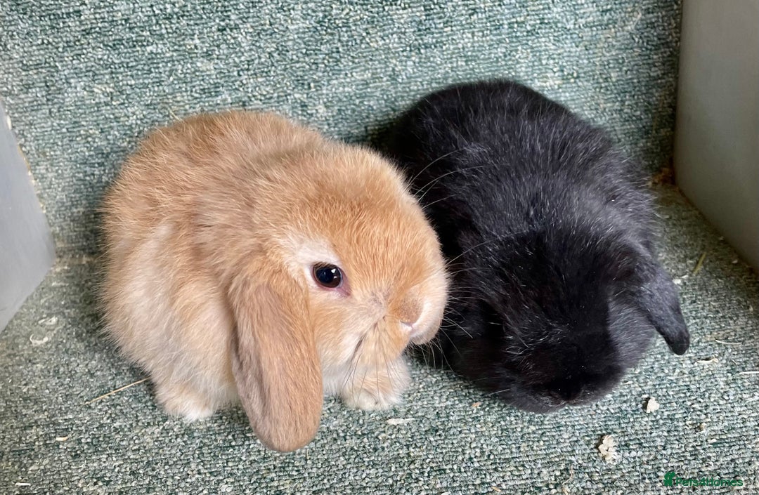 Mini Lop rabbits for sale: Mini lop beautiful babies - Advert 2