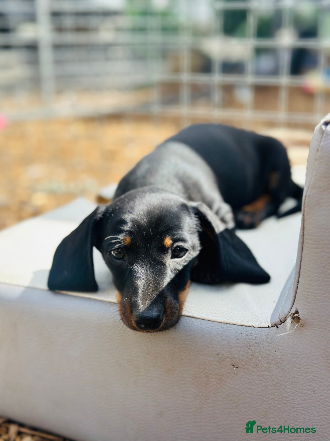 Miniature Dachshund dogs for sale: Wow what a stunning litter - Image 6