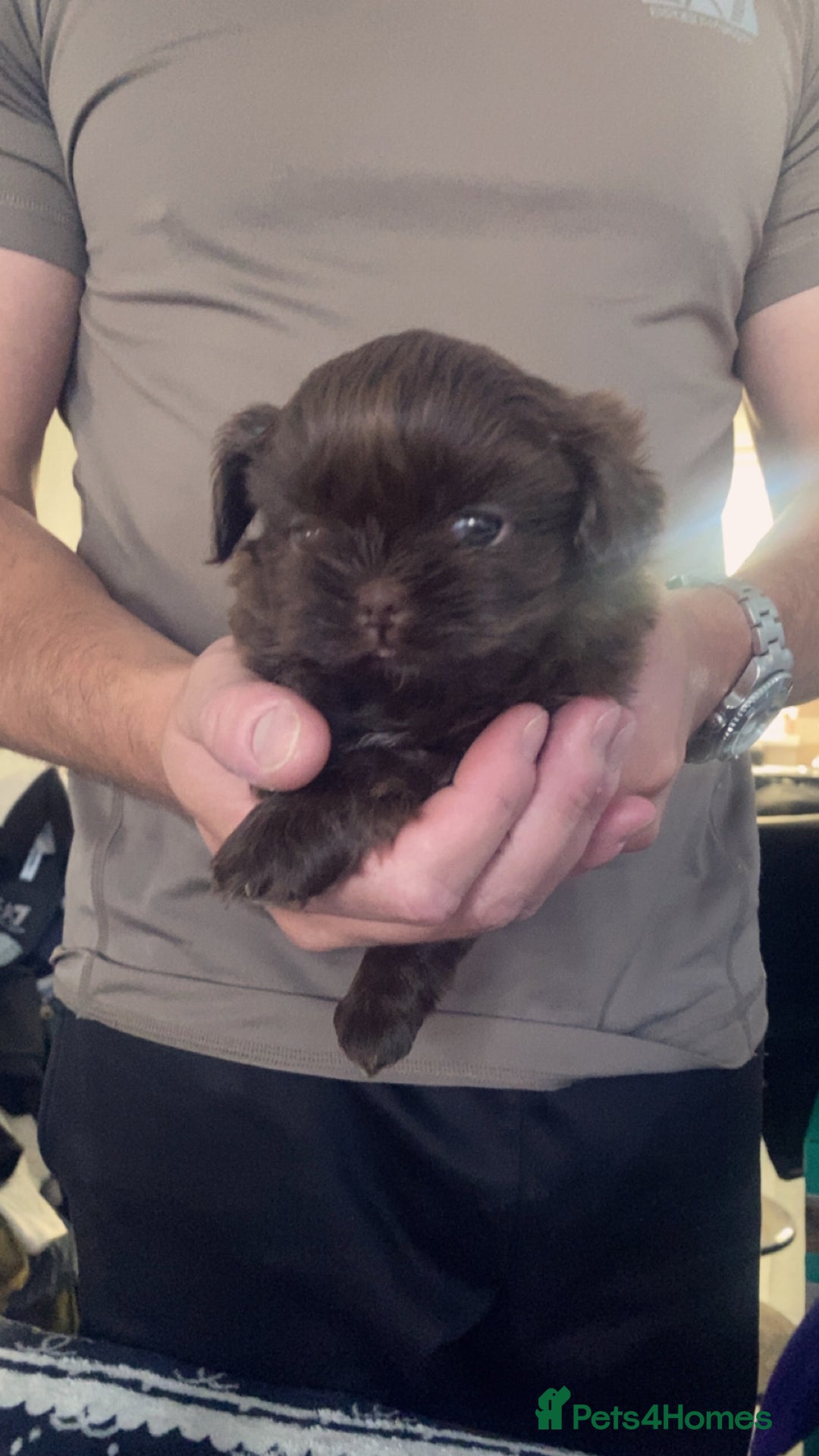 Shih Tzu dogs for sale: Imperial chocolate Shih-Tzu Puppy - Image 1