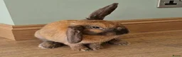 Mixed Breed rabbits for sale: Friendly 4 month old male - Advert 2