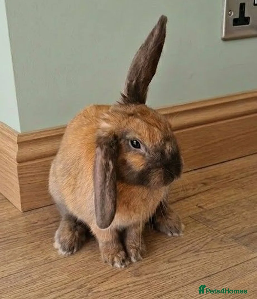 Mixed Breed rabbits for sale: Friendly 4 month old male - Advert 2