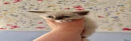 Ragdoll cats for sale: Remarkable Ragdolls  - Advert 17