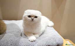 Scottish Fold cats for sale: Scottish Kittens – Fold & Straight – Ready Now - Advert 10