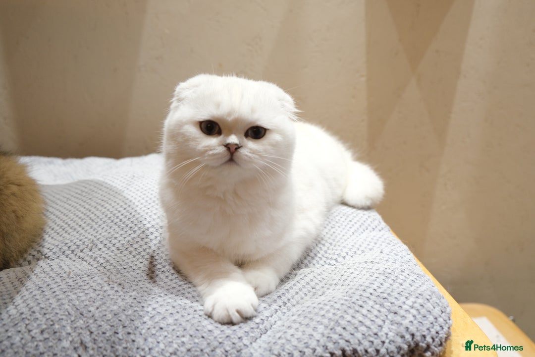 Scottish Fold cats for sale: Scottish Kittens – Fold & Straight – Ready Now - Advert 10