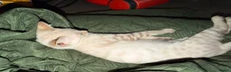 Bengal cats for sale:  Snow Lynx bengal  - Advert 4