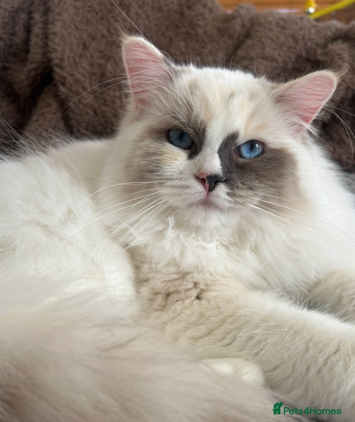 Ragdoll cats Active GCCF&TICA registered girl🤎 - Advert 6
