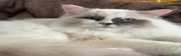 Ragdoll cats for sale: Active GCCF&TICA registered girl🤎 - Advert 1