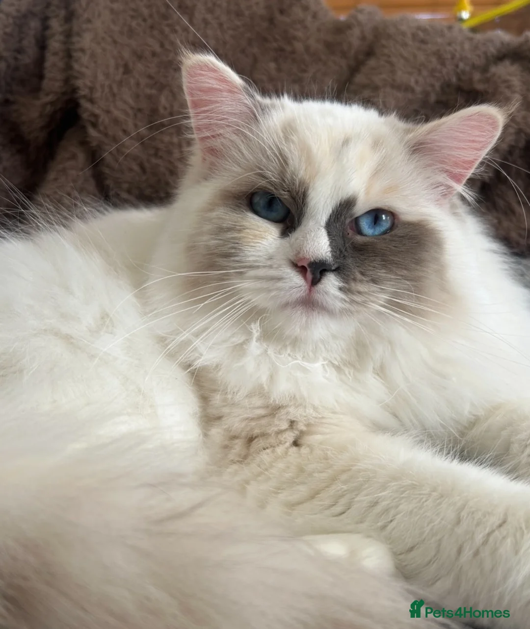 Ragdoll cats for sale: Active GCCF&TICA registered girl🤎 - Advert 1