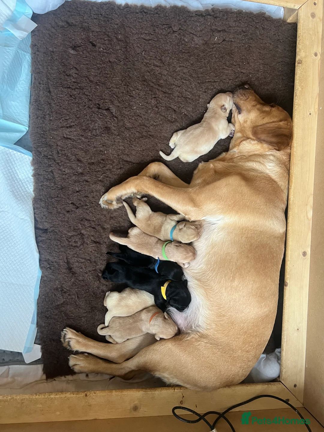 Labrador Retriever dogs for sale: Black and golden Labrador pups for sale  in Darlington - Advert 14