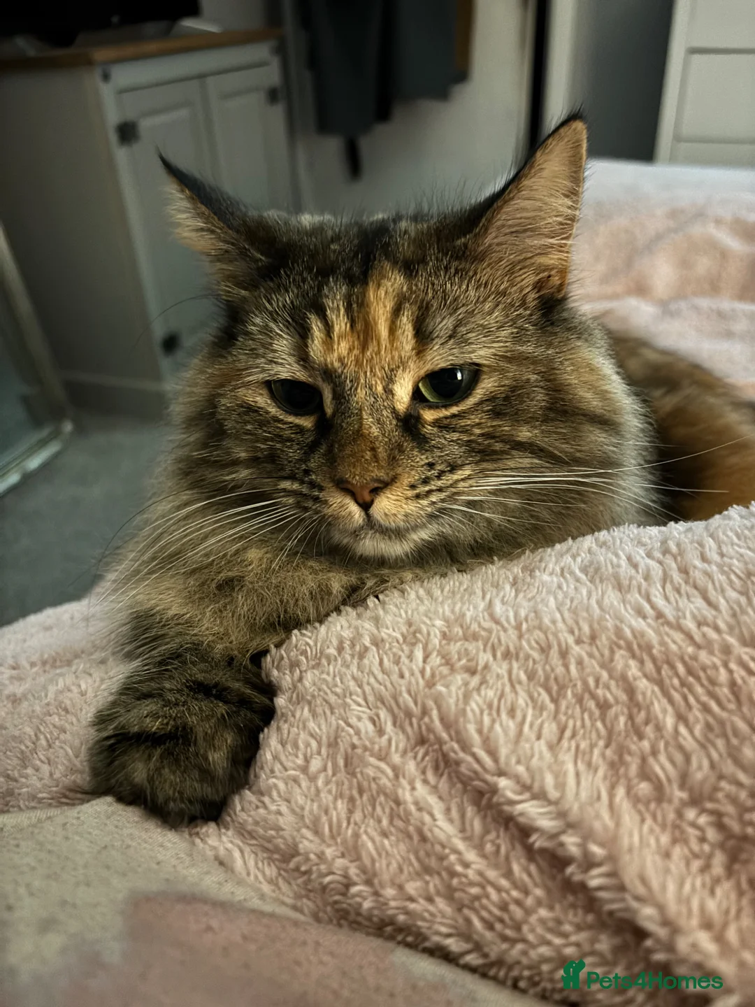 Domestic Shorthair cats for sale: Pixie and Thor in Buxton - Advert 6