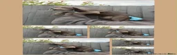 Cane Corso dogs for sale: Cane corso puppies in Mansfield - Advert 4