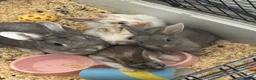 Mixed Breed rabbits for sale: 5 beautiful bunnies  - Advert 4
