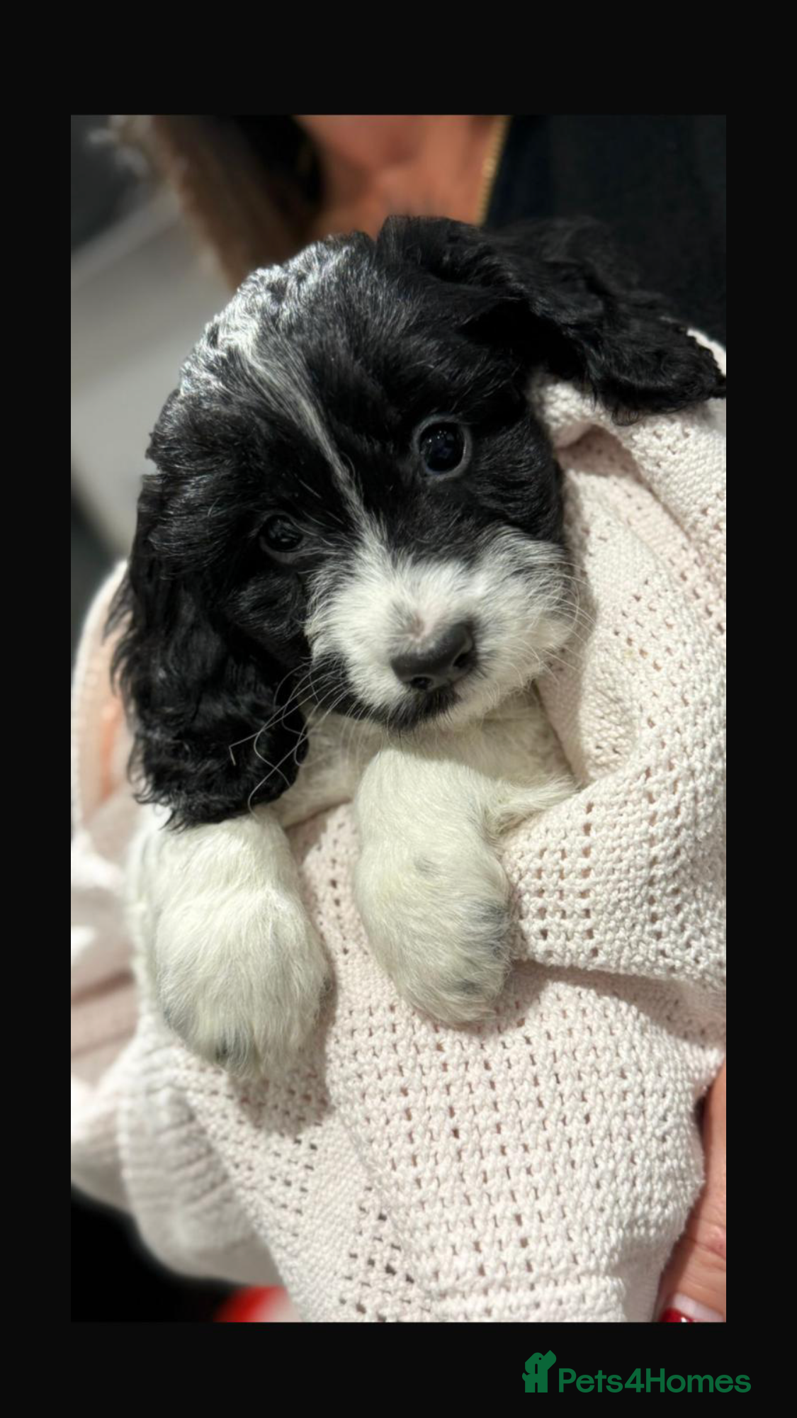 Cockapoo dogs F1 Cockapoo’s - Advert 9