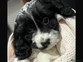 Cockapoo dogs F1 Cockapoo’s - Advert 9