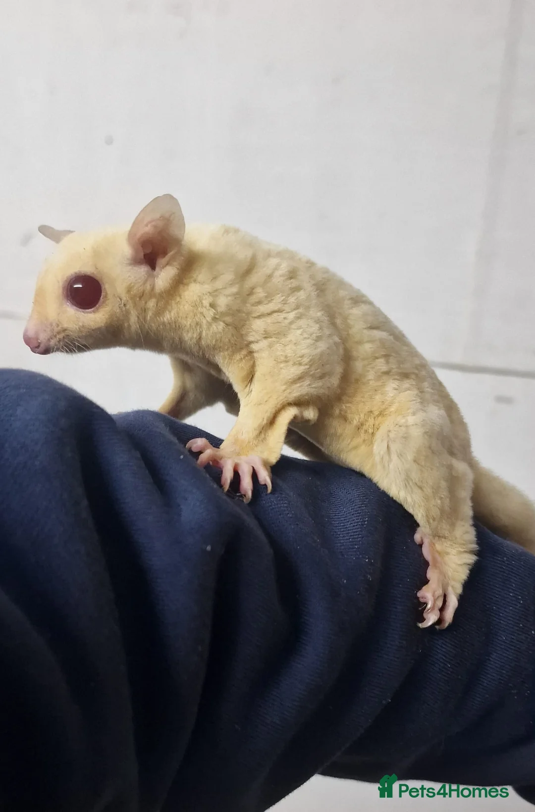 Sugar Glider rodents for sale: Rare Ruby Leu Sugar Glider Pair  – Unrelated - Advert 3