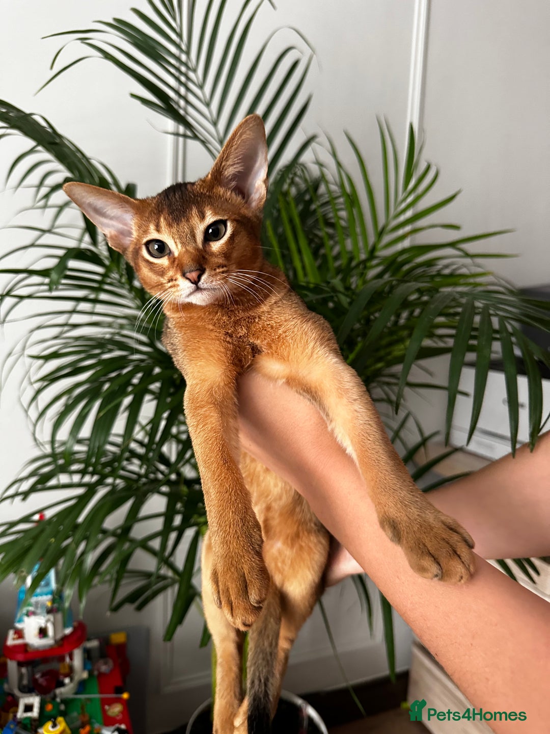 Abyssinian cats for sale: Perfect Boy Ready to Go 😻💙 - Image 7