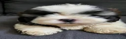 Shih Tzu dogs for sale: Shih tzu puppies for sale  - Advert 14