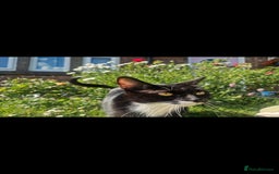 Mixed Breed cats for sale: Black and white kittens - Image 10