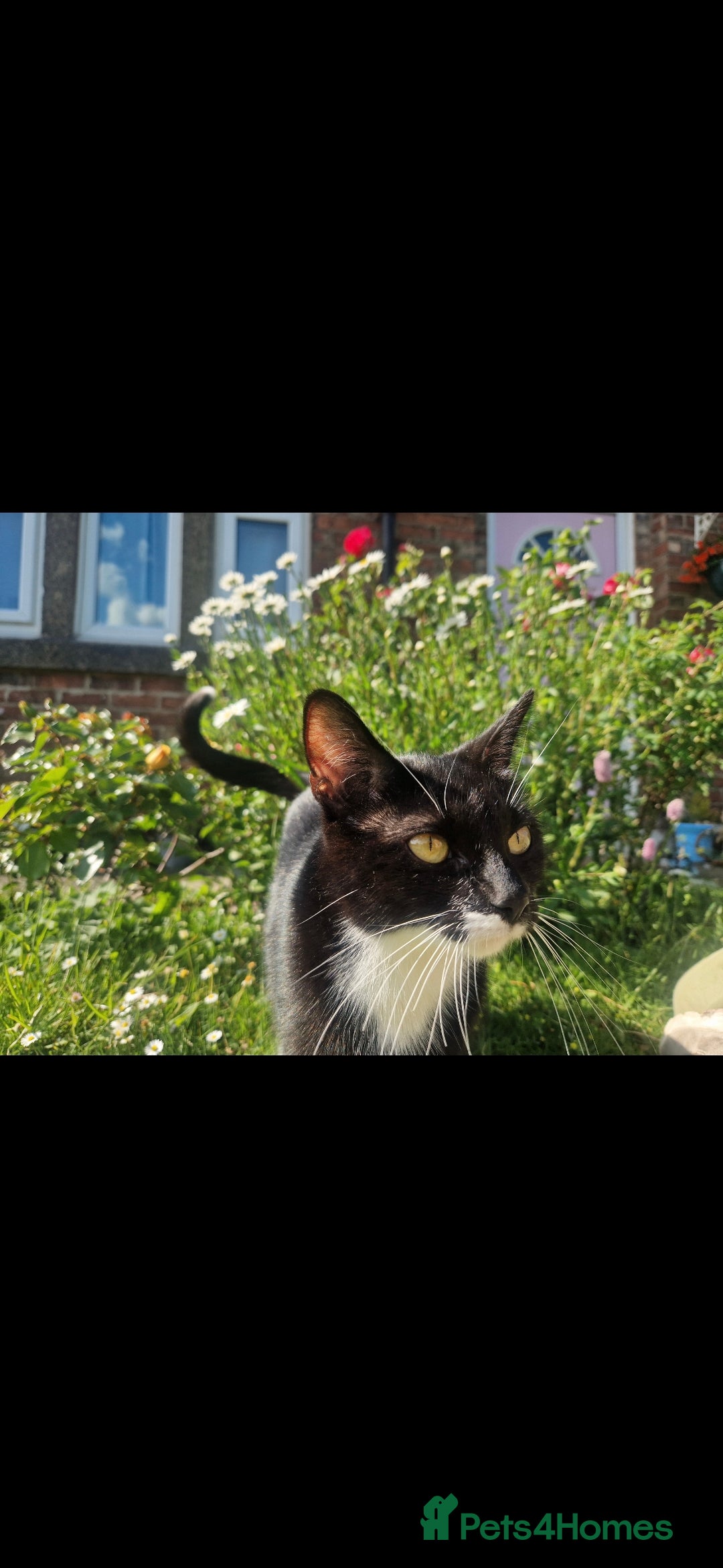 Mixed Breed cats for sale: Black and white kittens - Image 10