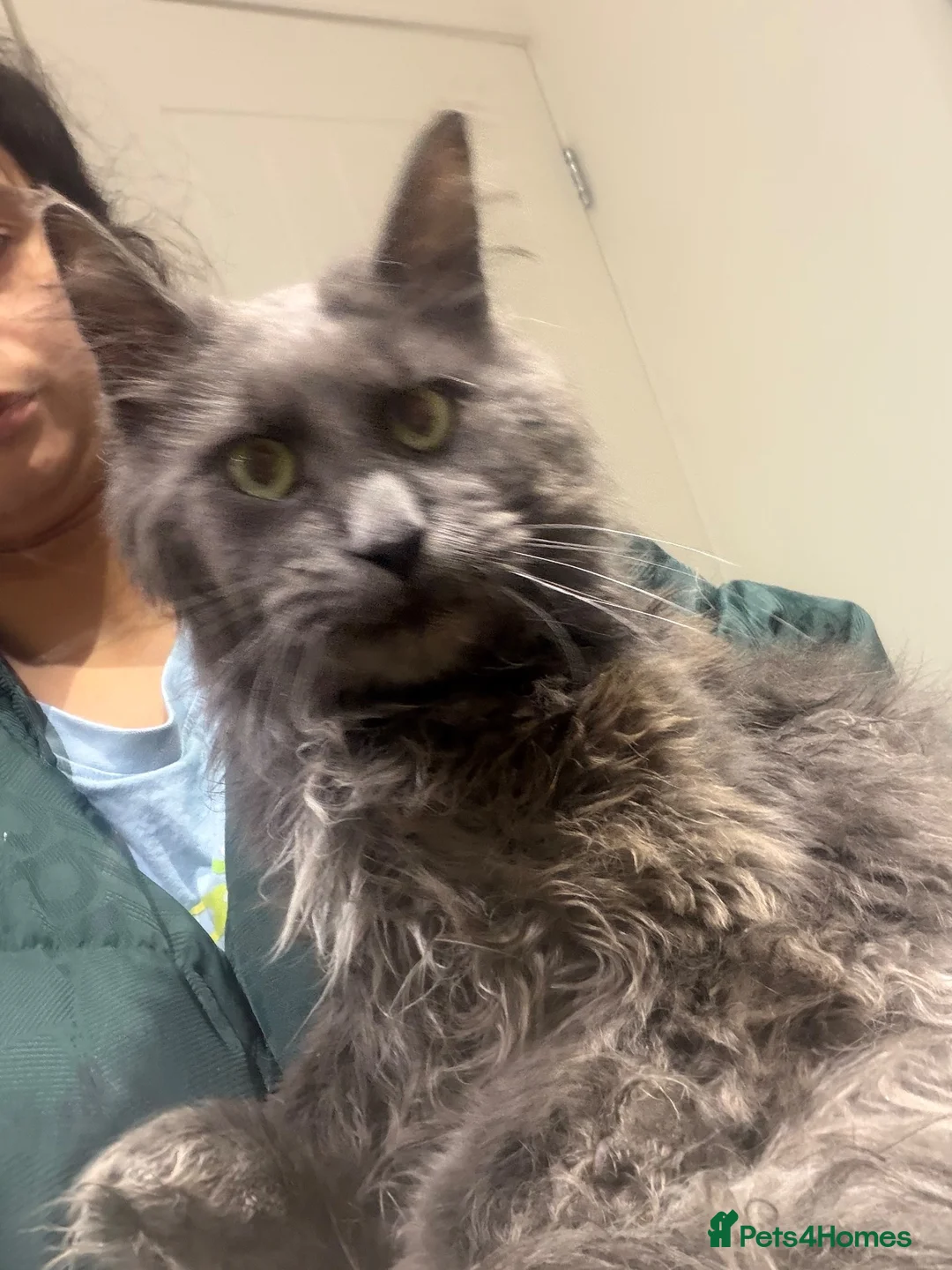 Maine Coon cats for sale: Proven TICA Active Blue Maine Coon Stud Goose � - Advert 2