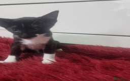 Oriental cats for sale: Oriental kittens - Advert 3