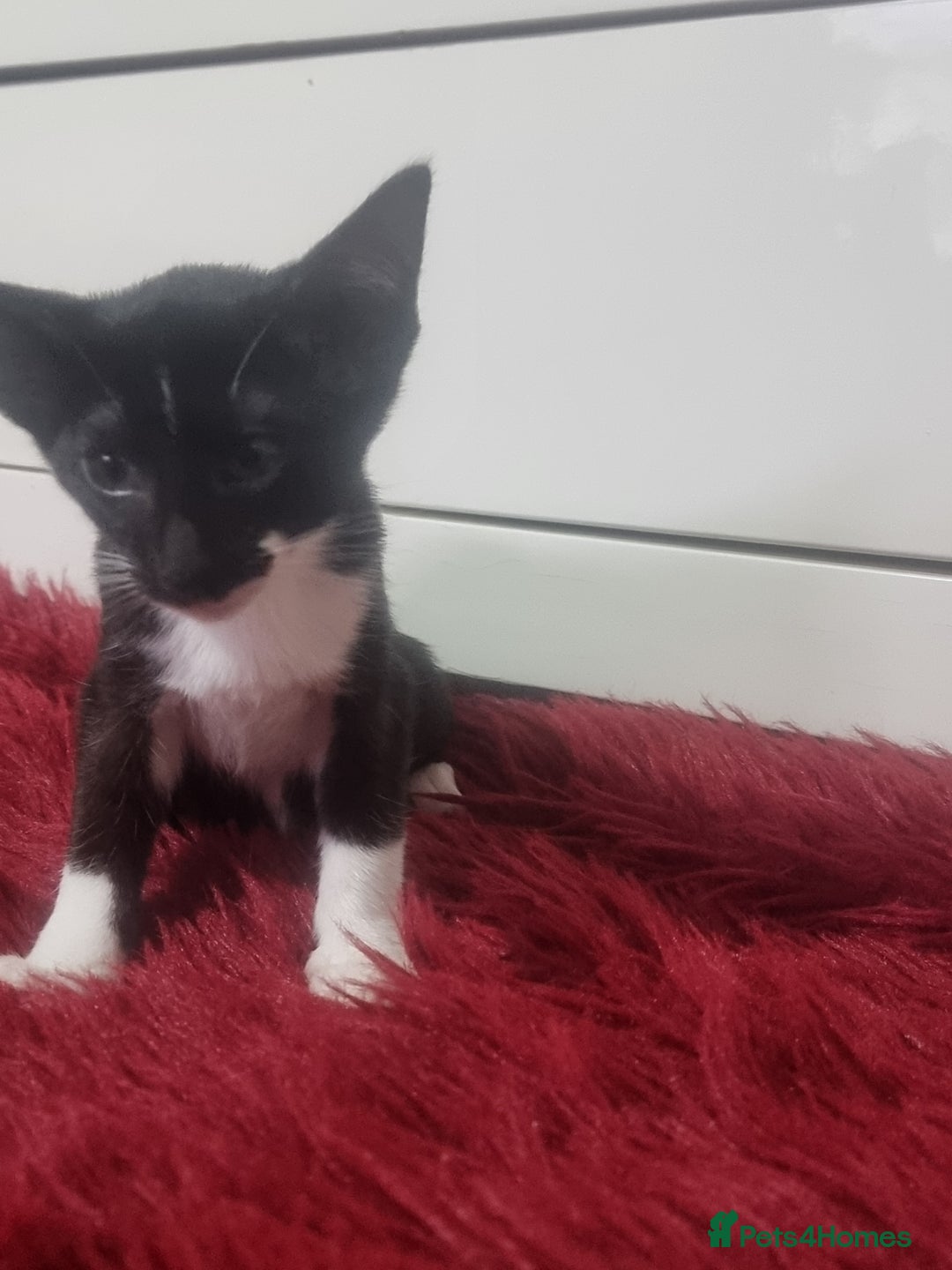 Oriental cats for sale: Oriental kittens - Advert 3