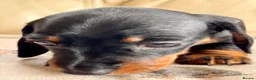 Miniature Dachshund dogs for sale: Miniature dachshund  - Advert 14