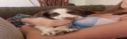 English Springer Spaniel dogs for sale: Outstanding springer boys Ready now! - Advert 6